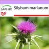 SAFLAX - ostropestrec mariánsky - Silybum marianum - 75 Náhľad obrázku produktu 10