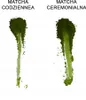 Certyfikowana Matcha Premium Ceremonial 25 G Pierwsze Podgląd zdjęcia produktu 13