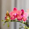 Kolibri Orchids – OFERTA KOMBINOWANA: 4 czerwone storczyki Podgląd zdjęcia produktu 2