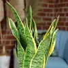 3er-Set Bogenhanf - Sansevieria trifasciata Laurentii - Produktbild-Vorschau 3