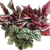 Směs listových begonií "Botanica" - 3 rostliny - květináč Náhled obrázku produktu 2