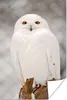 MuchoWow® Poster Porträt einer Schneeeule 60x90 cm - Produktbild-Vorschau 1