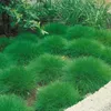 6 Pflanzen Bärenfellgras, Festuca gautieri, winterhart, 9 Produktbild-Vorschau 1