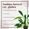 Aquarium Pflanze Anubias barteri angustifolia AquaOne Produktbild-Vorschau 2
