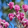Magnolien Dünger für Magnolie Pflanzen Blühende Bäume Produktbild-Vorschau 3