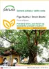 SAFLAX - Figa Budhu / Strom Bodhi - Ficus religiosa - 100 Náhľad obrázku produktu 1