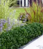 BALDUR Garten 1x immergrün Luxus® Globe der Buchs-Ersatz, Produktbild-Vorschau 3
