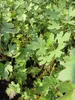 Ribes aureum - Gold-Johannisbeere Produktbild-Vorschau 2