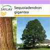 SAFLAX - Hora - Sequoia - Sequoiadendron gigantea - 50 Náhľad obrázku produktu 10
