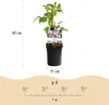 Pnacze Clematis montana Rubens - jasnorózowe kwiaty - Podgląd zdjęcia produktu 4