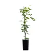 Vite di pizzo d'argento (Fallopia aubertii) 1L Anteprima dell’immagine prodotto 9