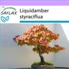 SAFLAX - Americká sladká guma - Liquidamber styraciflua - Náhľad obrázku produktu 5
