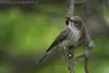 Nistkasten P Typ Amsel MKW - Stabiler nisthaus für Produktbild-Vorschau 6