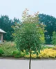 Photinia fraseri 'Red Robin', Glanzmispel, rot, 60–80 cm Produktbild-Vorschau 14