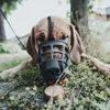 Hunter Maulkorb für Hunde Albury 4 schwarz Produktbild-Vorschau 16