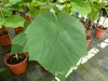 Blauglockenbaum Kiribaum 160 - 180 cm Paulownia tomentosa Produktbild-Vorschau 3