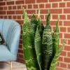 Bogenhanf - pflegeleichte Zimmerpflanze, Sansevieria Produktbild-Vorschau 3