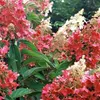2 x  Hortensie  - Hydrangea paniculata 'Pinky Winky'  | Produktbild-Vorschau 2