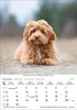 Korsch Kalender 2027: Hunde – Mit wechselnden Tiermotiven Produktbild-Vorschau 4