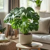 Fensterblatt - Monstera deliciosa - Höhe 50-60cm - ⌀17cm Produktbild-Vorschau 5