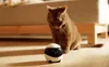 A brown cat is looking curiously at a small, white and black robot on a wooden floor. Náhled obrázku produktu