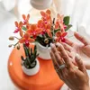 Kolibri Orchids KOMBINOVANÁ NABÍDKA: 4 oranžové orchideje Náhled obrázku produktu 5