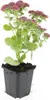 Große Fetthenne Sedum 'Herbstfreude' Winterharte Sukkulente Produktbild-Vorschau 7