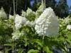 Hortensie Rispenhortensie Stamm 150 - 180 cm Candlelight Produktbild-Vorschau 4