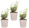 Bloomique - Lot de 3 - Lavandula Angustifolia 'Hidcote' - Voir les images du produit 1