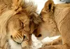 Selbstklebende Folie Fototapete - Lion Tenderness 294x210 Produktbild-Vorschau 5