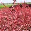 2 x  Prugnolo  - Berberis thunbergii 'Harlequin'  | 30-40 Anteprima dell’immagine prodotto 2