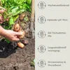 Floravera Premium  Kartoffelerde Blumenerde Pflanzerde 2 x Produktbild-Vorschau 4