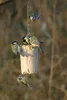 Wildlife Energiekuchen mit Insekten 500 ml Produktbild-Vorschau 4