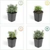 Plants by Frank | 60 Lavendel Pflanzen | Lavandula Produktbild-Vorschau 6