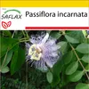 SAFLAX Kultivační sada - mučenka - Passiflora incarnata - 5 Náhled obrázku produktu 5