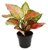 Aglaonema Crimson Love - Fils de panicules colorées - Voir les images du produit 1