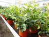Erdbeerbaum | 50 cm | Arbutus unedo | veredelt |  | Produktbild-Vorschau 1