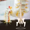 Anatomický model lidské páteře s pánví a stehenní kostí v Náhled obrázku produktu 4
