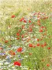 CALVENDO Puzzle Blumen im Kornfeld | 1000 Teile Lege-Größe Produktbild-Vorschau 2