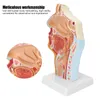 Anatomisches Modell der menschlichen Nase, Mundhöhle und Voir les images du produit 6