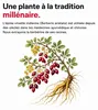 Medical Pharma Berberine HCl 60 kapsułek Voir les images du produit 5