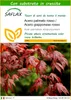 SAFLAX  - Acero palmato rosso / Acero giapponese rosso  - Anteprima dell’immagine prodotto 1