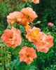 Rosa 'Westerland', róża krzewiasta, pomarańczowo-żółta, Podgląd zdjęcia produktu 4