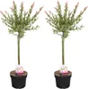 Bloomique - 2er Set - Salix Flamingo - Harlekinweide - Produktbild-Vorschau 1