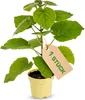 Paulownia "Nordmax 21" Blauglockenbaum im 15 cm Topf Produktbild-Vorschau 1