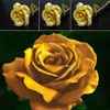 100 pièces Golden Rose graines de fleurs de croissance Voir les images du produit 4