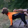 Non-stop dogwear Hundeanzug für Rüden Protector Suit M Produktbild-Vorschau 2