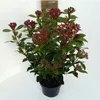 Viburnum tinus 'Spirit'® ('anvi'®) - Laurowa kula śnieżna Podgląd zdjęcia produktu 1