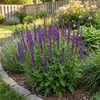 Bloomique - Lot de 6 - Salvia Ostfriesland - Sauge - Voir les images du produit 5