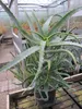 Aloe arborescens - Baum-Aloe  - 40-60cm Produktbild-Vorschau 2